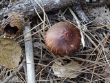 Chroogomphus vinicolor image