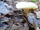 Clitocybe fragrans image