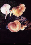 Neolentinus kauffmanii image