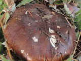 Tricholoma imbricatum image