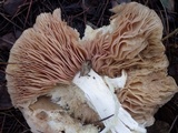 Entoloma sinuatum image