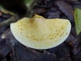 Tricholoma sulphureum image