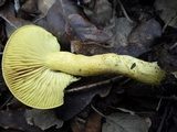 Tricholoma sulphureum image