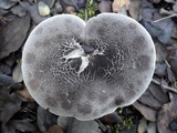 Tricholoma atrosquamosum image