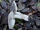Tricholoma atrosquamosum image