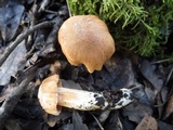 Cuphophyllus pratensis image