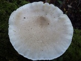 Pleurotus dryinus image