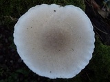 Pleurotus dryinus image