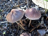 Psathyrella bipellis image