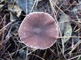 Psathyrella bipellis image