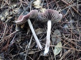 Psathyrella bipellis image