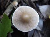 Coprinopsis pannucioides image