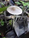 Coprinopsis pannucioides image