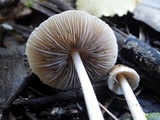 Coprinopsis pannucioides image