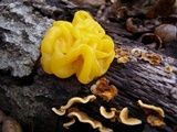 Naematelia aurantia image