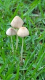 Conocybe apala image