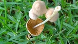 Conocybe apala image