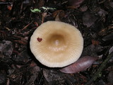 Mycena galericulata image