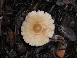 Mycena galericulata image
