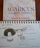Agaricus stevensii image