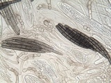 Geoglossum cookeanum image
