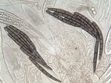 Geoglossum cookeanum image