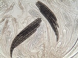 Geoglossum cookeanum image