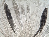 Geoglossum cookeanum image