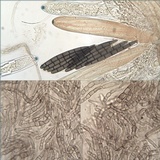Geoglossum cookeanum image