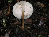 Mycena galericulata image