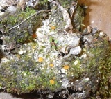 Lamprospora crechqueraultii image