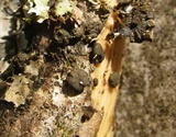 Hypocrea lixii image