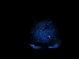 Hypocrea lixii image