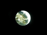Hypocrea lixii image