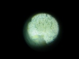 Hypocrea lixii image