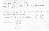 Psilocybe inquilina image
