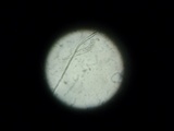 Iodophanus carneus image