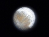 Iodophanus carneus image