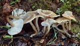 Clitocybe metachroa image