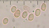 Clitocybe metachroa image