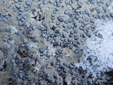 Porpidia albocaerulescens var. albocaerulescens image