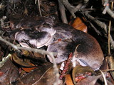 Sarcodon fuscoindicus image
