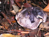 Sarcodon fuscoindicus image