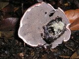 Sarcodon fuscoindicus image
