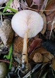 Clitocybe fragrans image