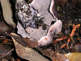 Sarcodon fuscoindicus image