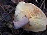 Lactarius chrysorrheus image
