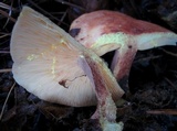 Lactarius chrysorrheus image