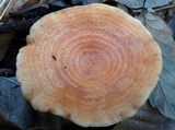 Lactarius chrysorrheus image