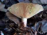 Lactarius chrysorrheus image